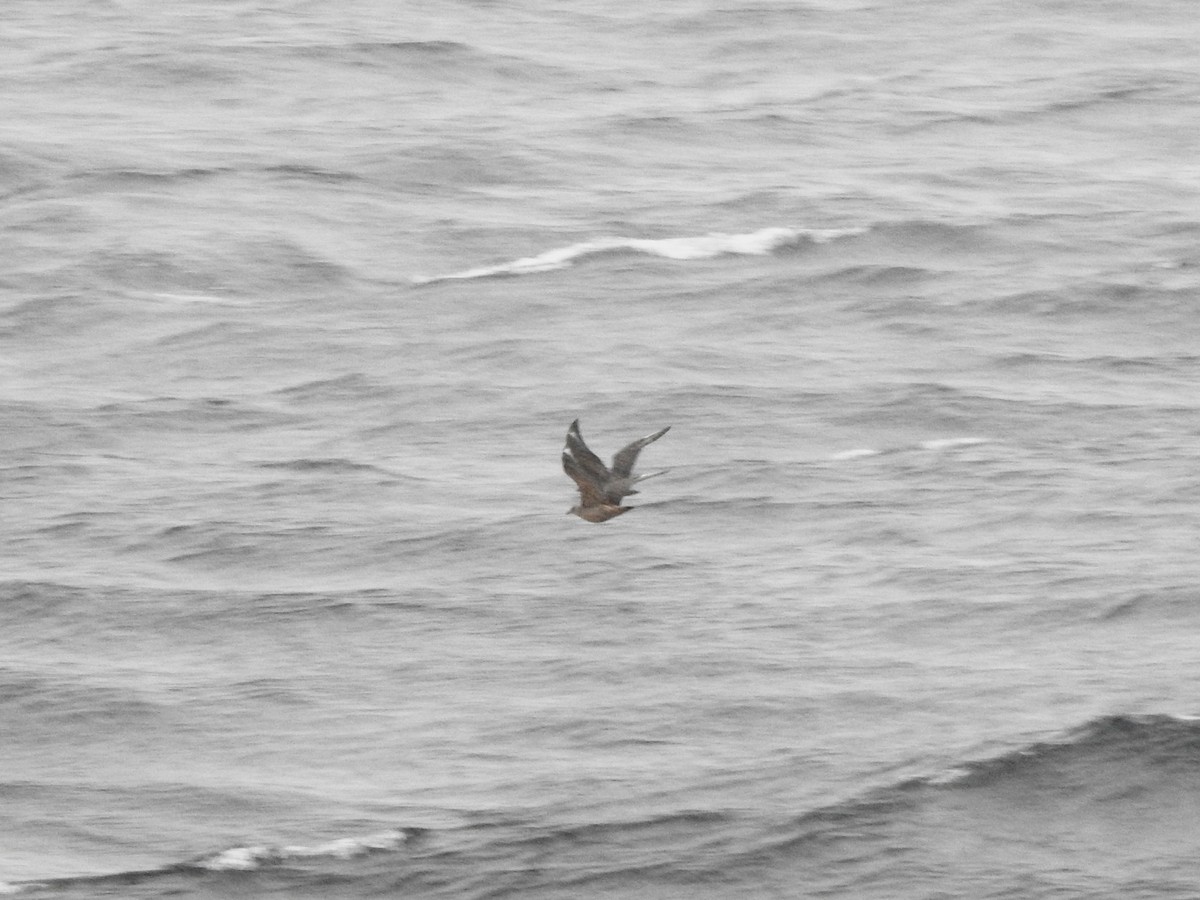 Chileskua - ML646786035