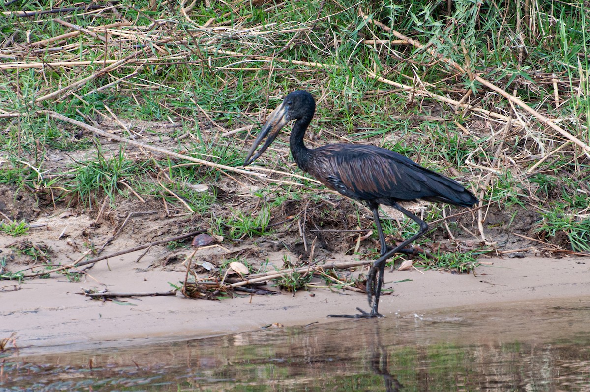 Kara Açıkgaga - ML646786037