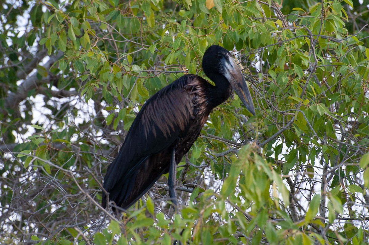 Kara Açıkgaga - ML646786038