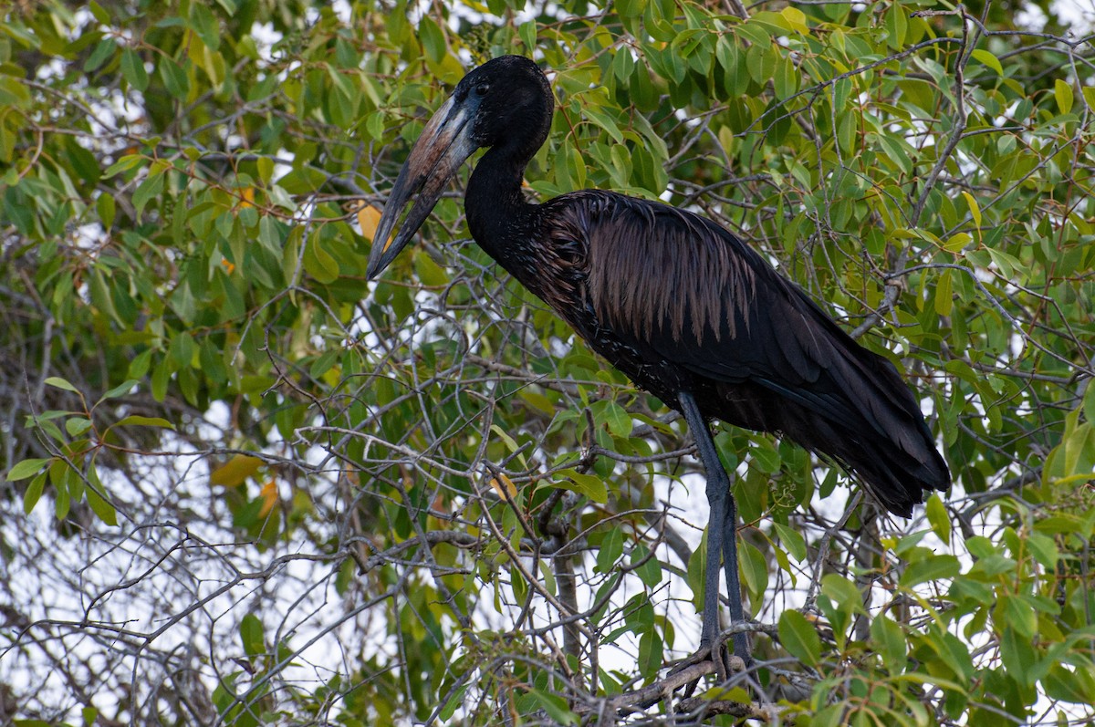 Kara Açıkgaga - ML646786039