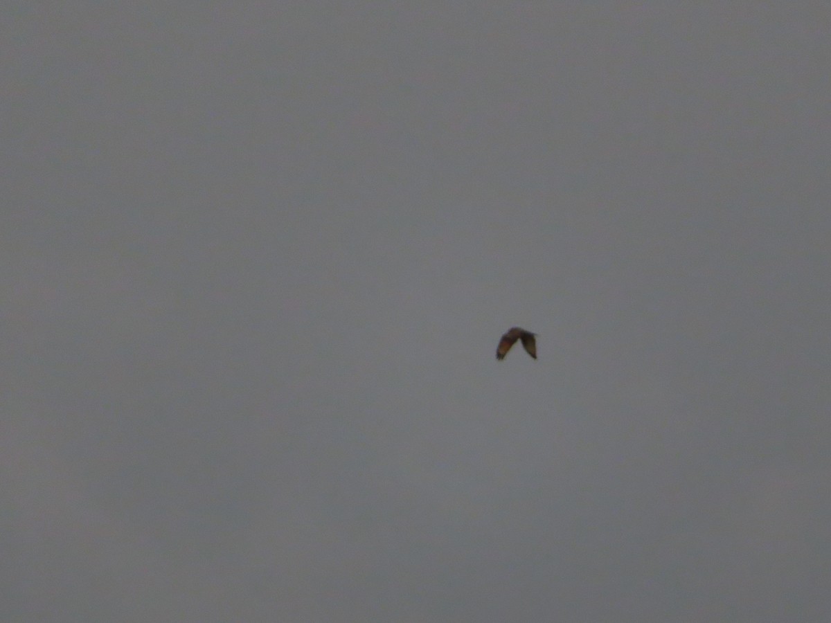 Alaca Delice - ML646786040