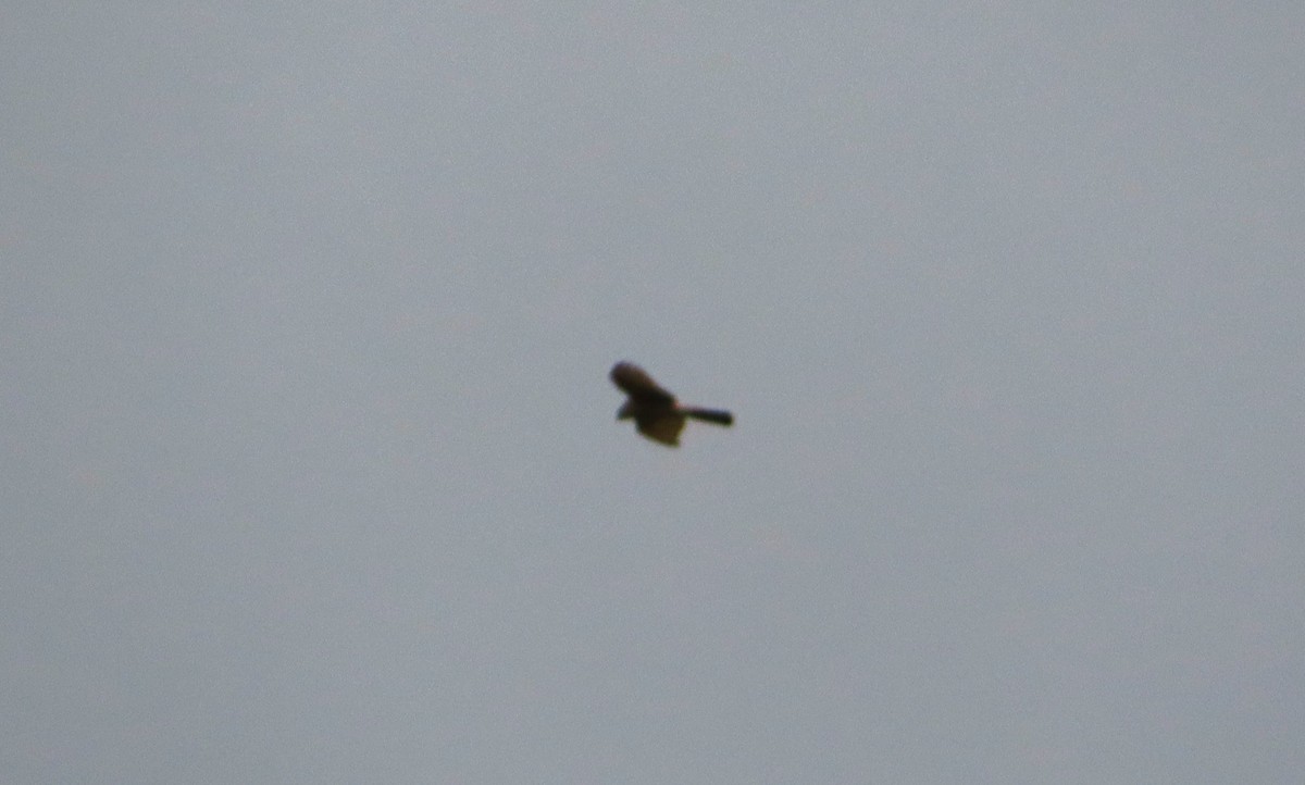 Alaca Delice - ML646786041