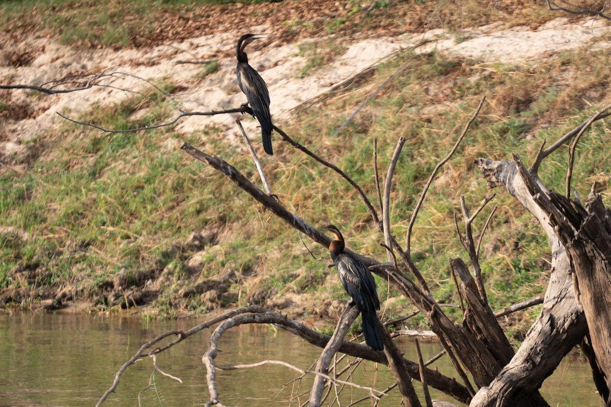 Yılanboyun - ML646786044