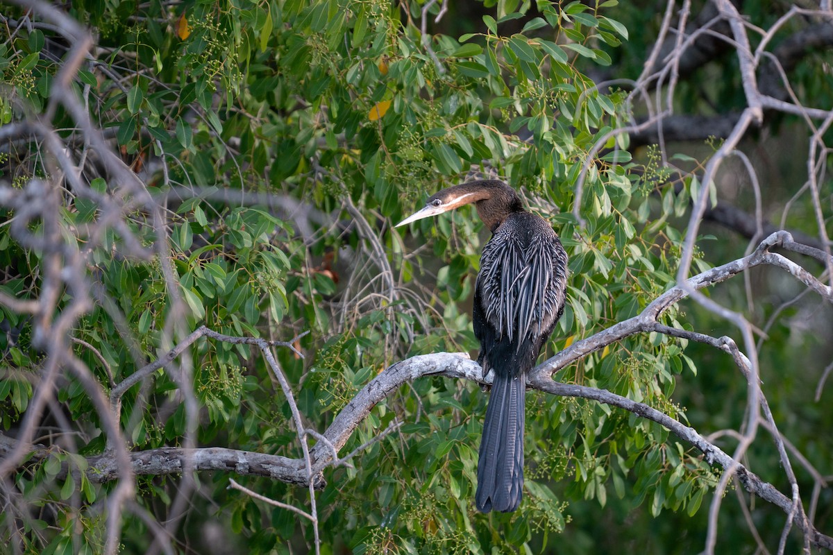 Yılanboyun - ML646786045