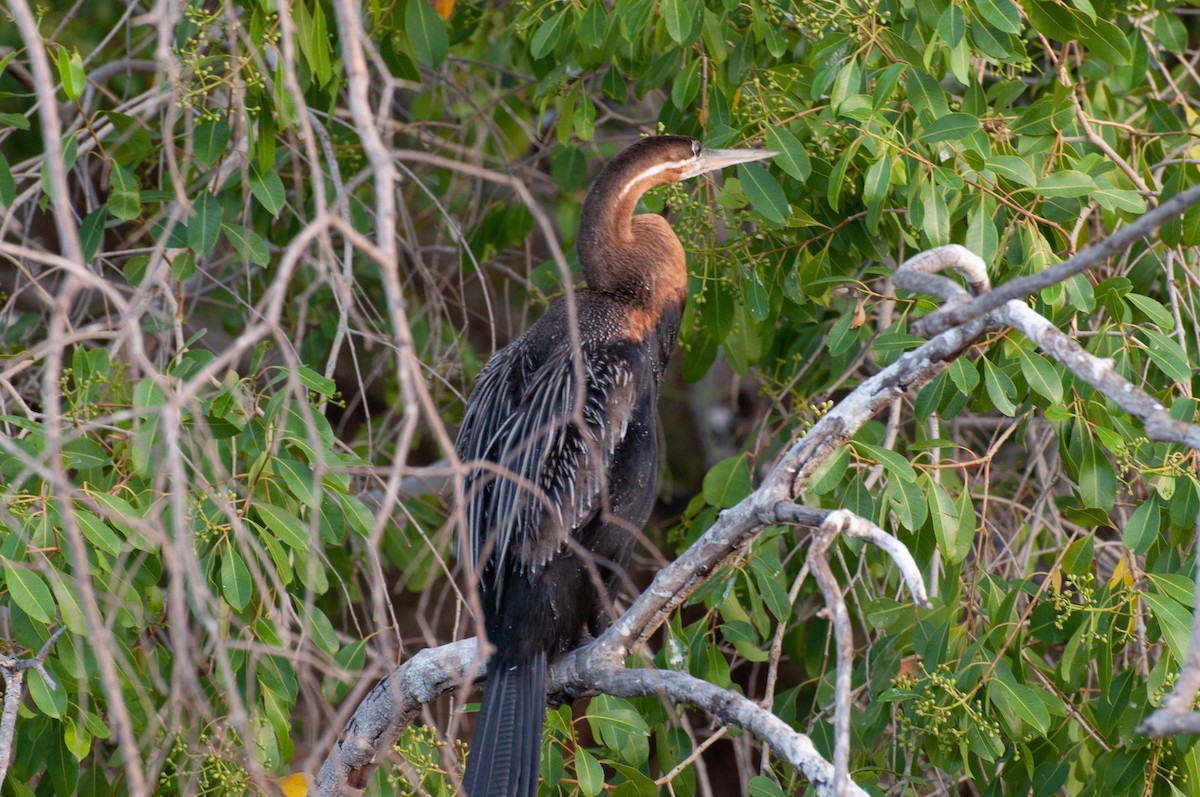 Yılanboyun - ML646786047