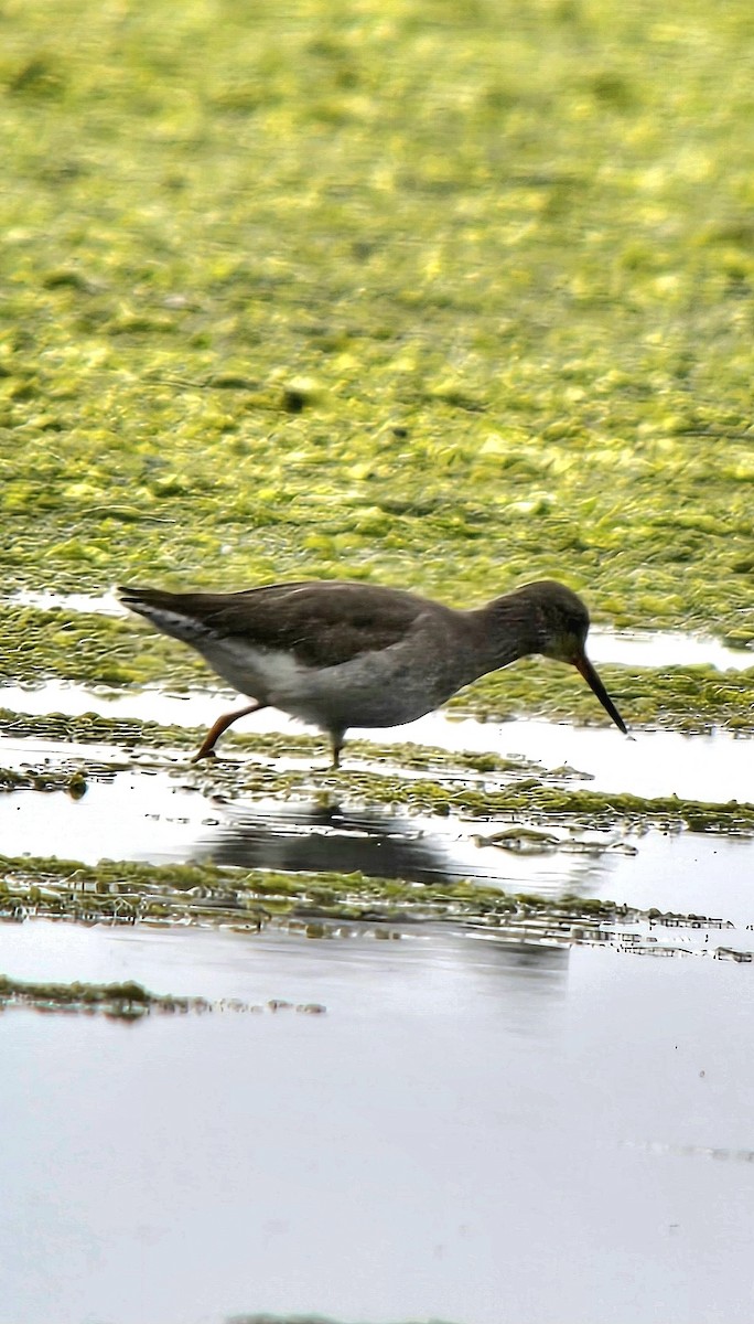 Kızılbacak - ML646786048