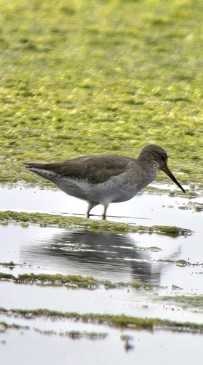 Kızılbacak - ML646786049