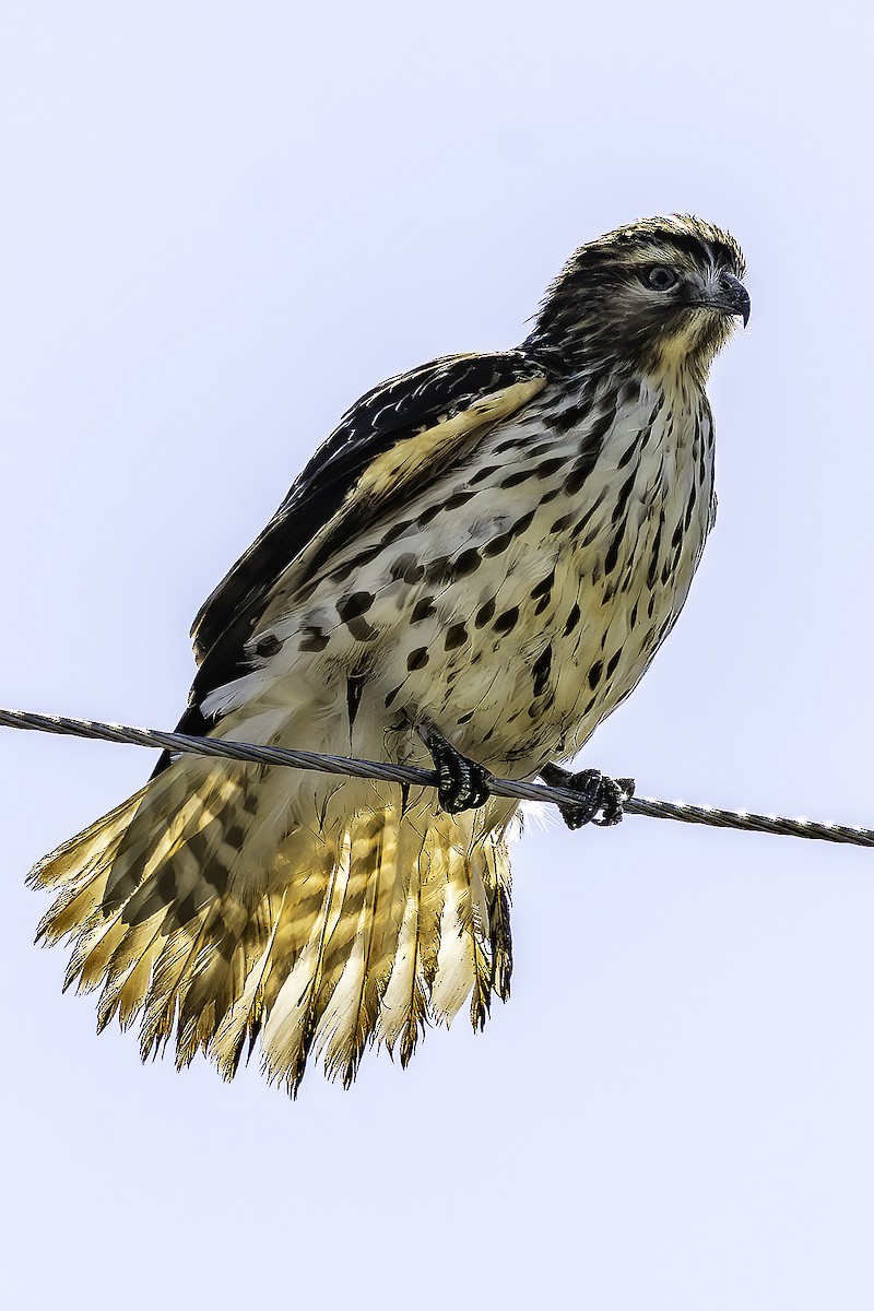 Канюк рудоплечий - ML646786052