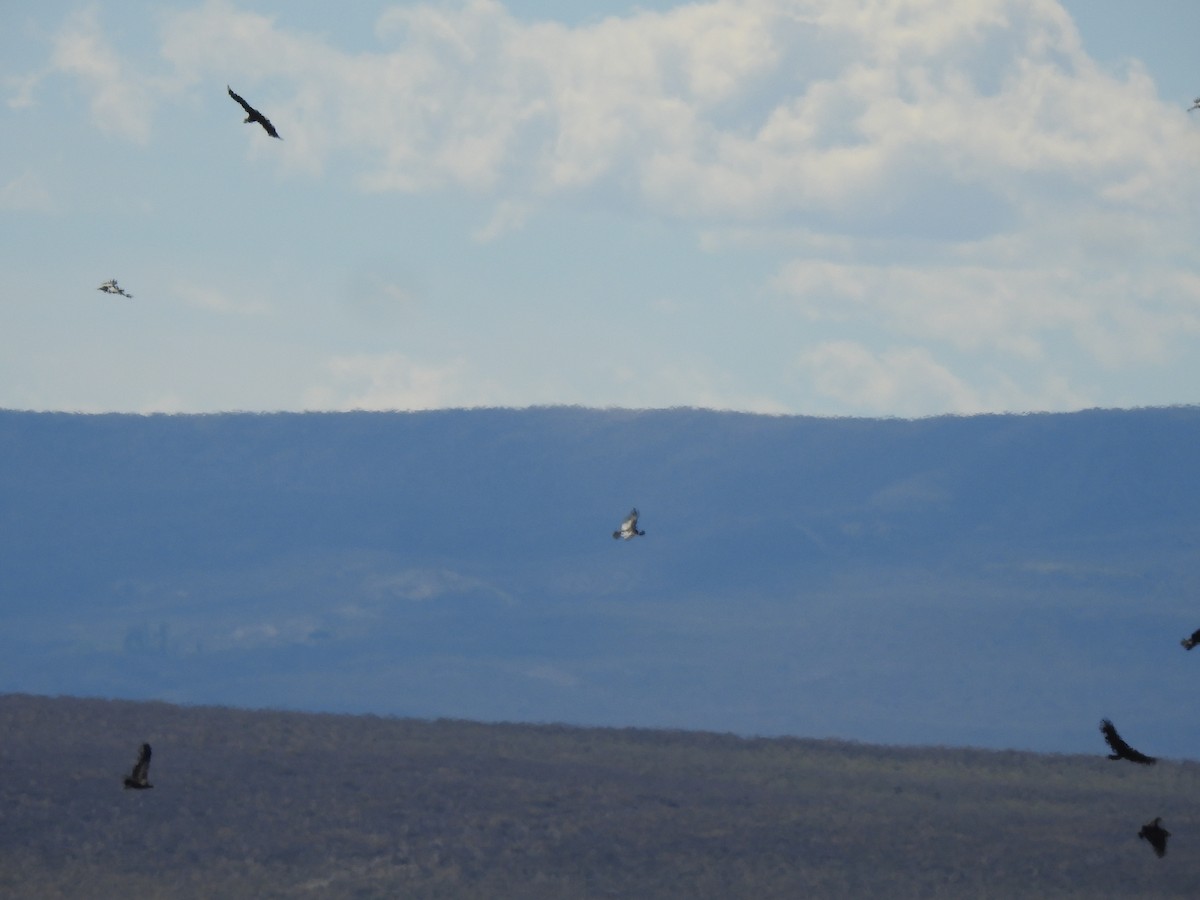 Andean Condor - ML646786055