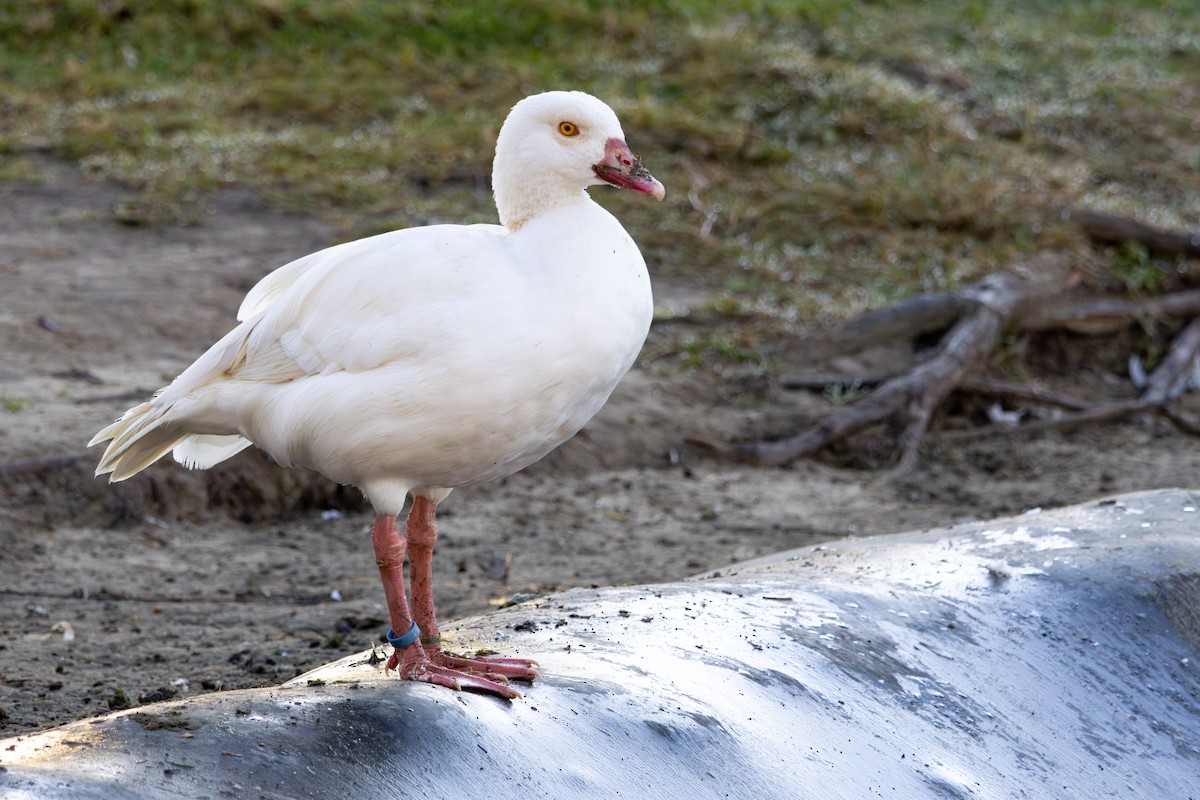 יאורית - ML646786058