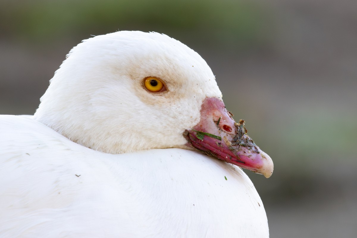 יאורית - ML646786059