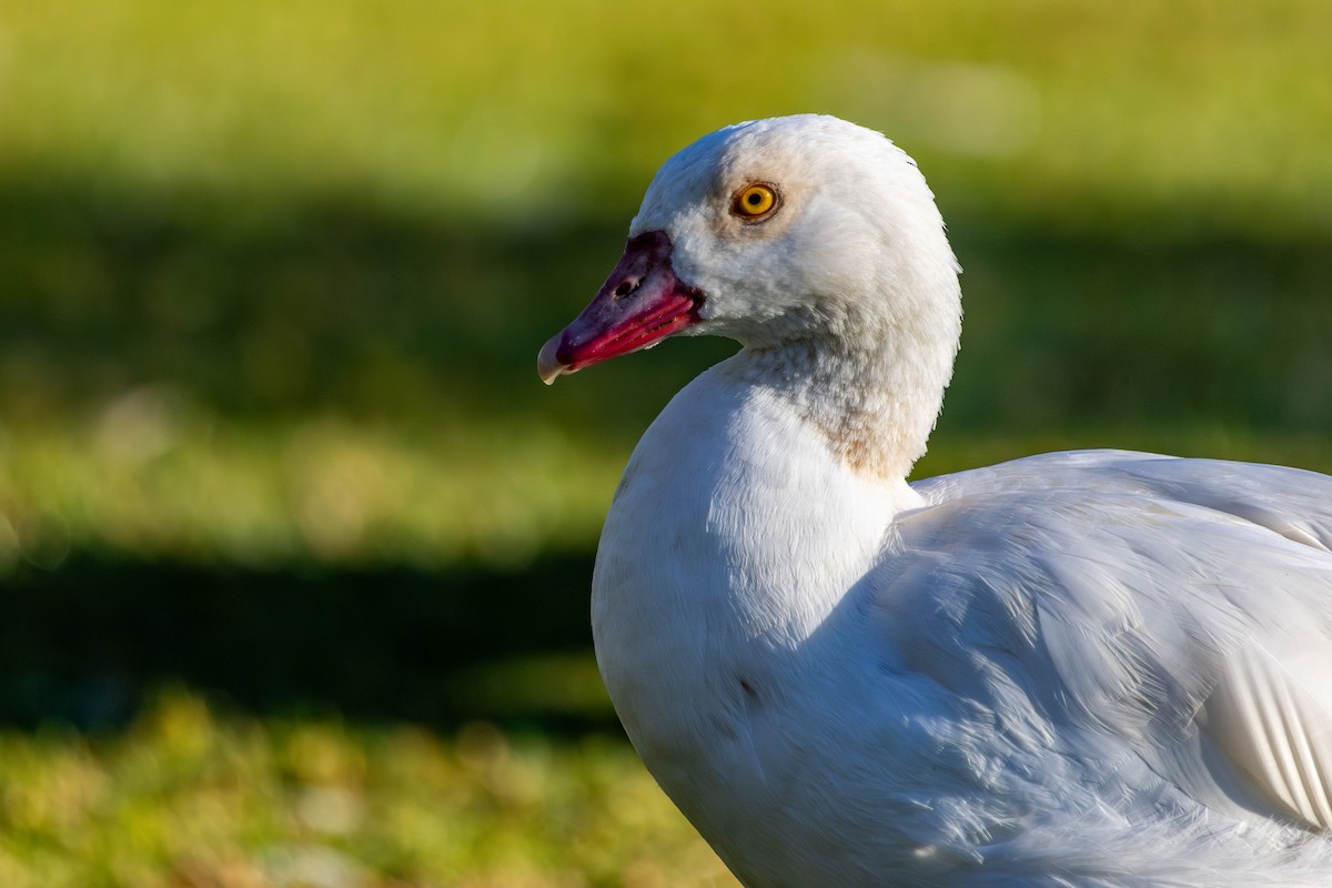יאורית - ML646786060