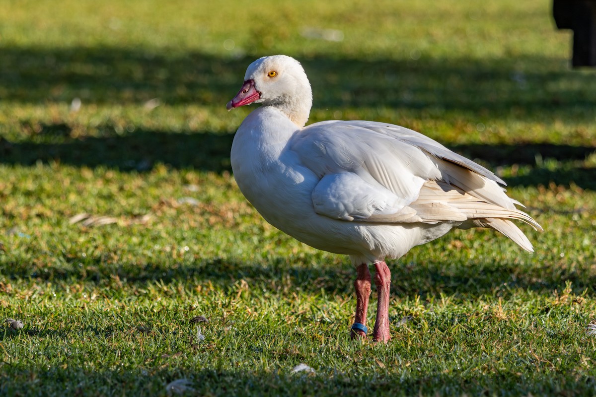 יאורית - ML646786061