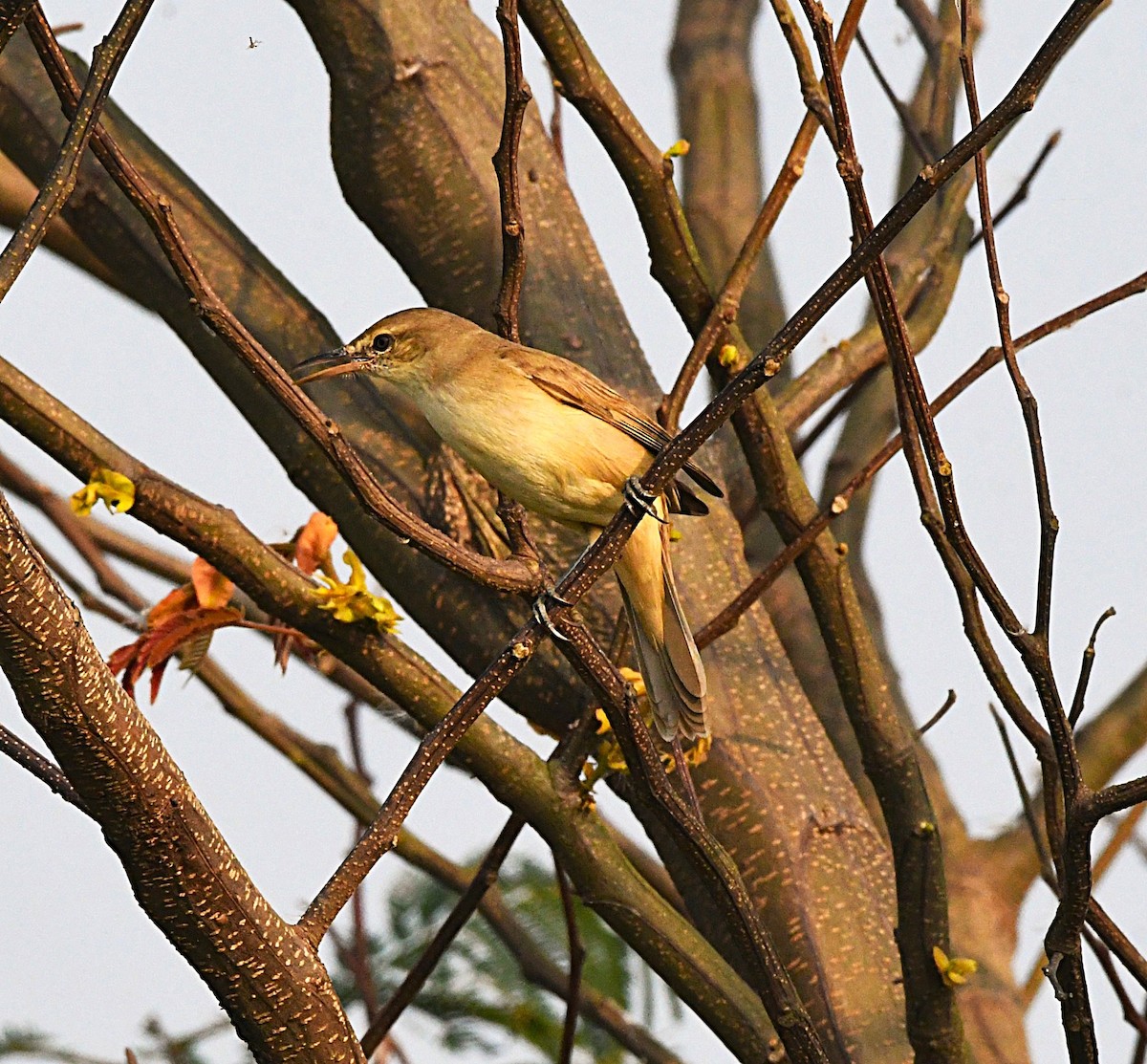 Stentorrohrsänger - ML646786066