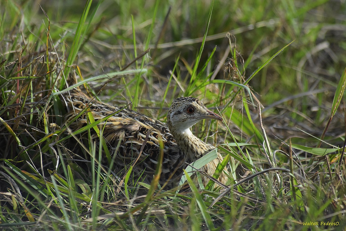 Fleckentinamu - ML646786067