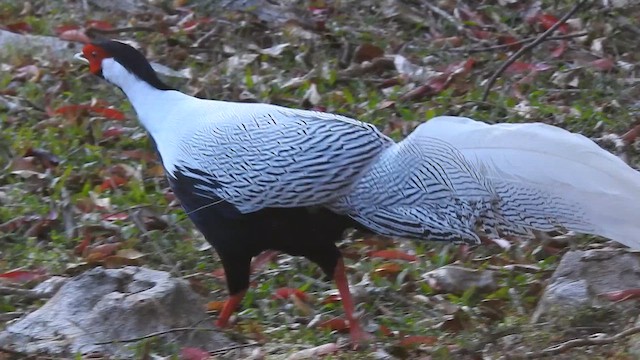 Silver Pheasant - ML646786068