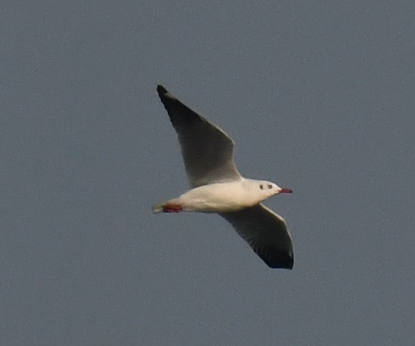 Braunkopfmöwe - ML646786075