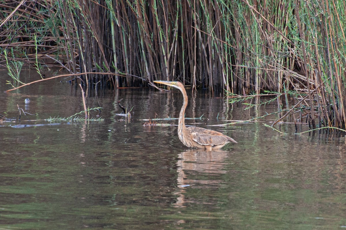 Purpurreiher - ML646786078