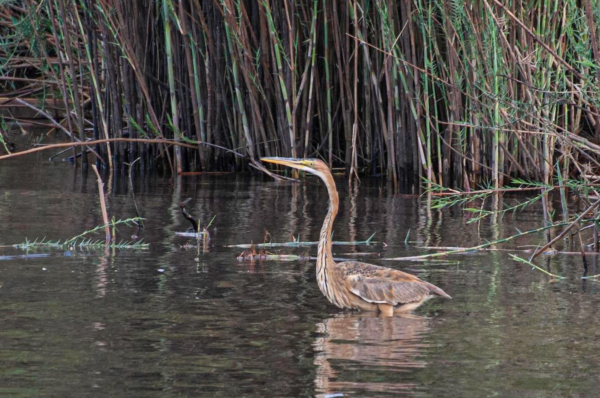 Purpurreiher - ML646786079