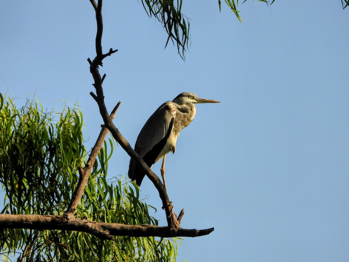 Graureiher - ML646786083