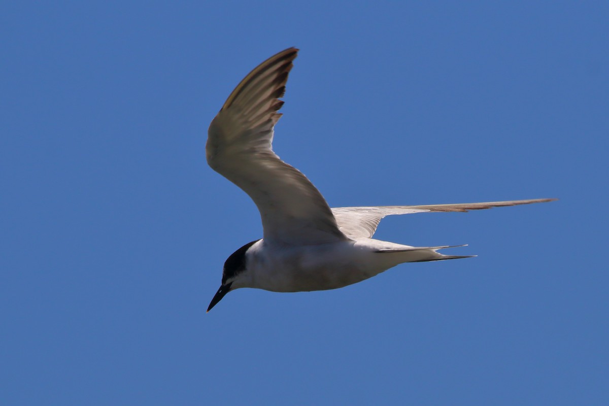 Brandseeschwalbe - ML646786084