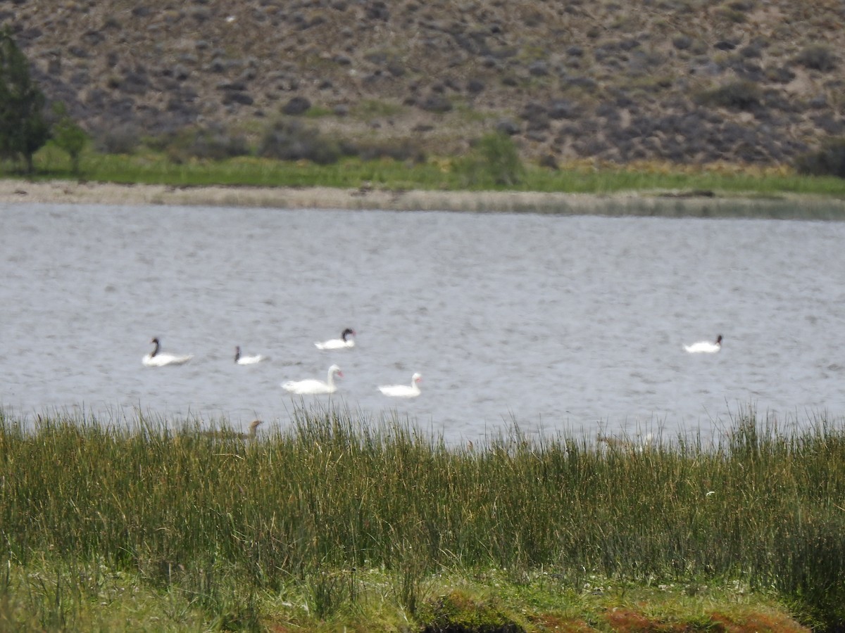 Schwarzhalsschwan - ML646786088