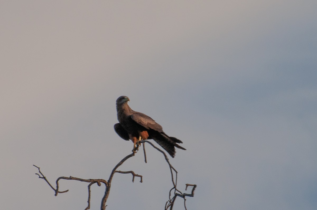 Schwarzmilan - ML646786089