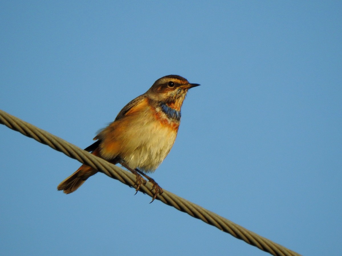 Blaukehlchen - ML646786090
