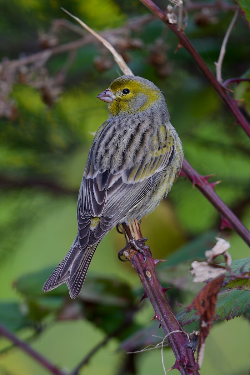 Kanarengirlitz - ML646786091