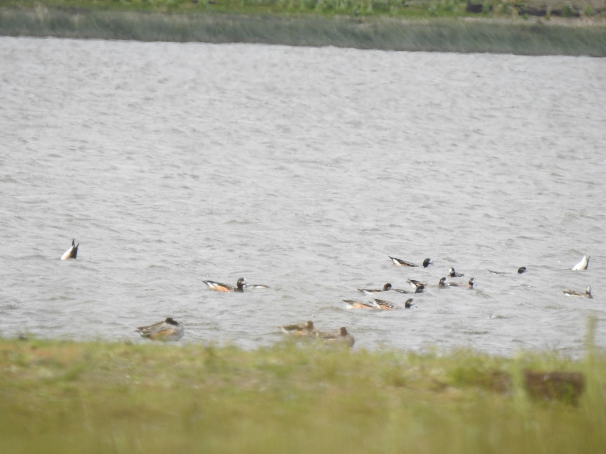 Chilepfeifente - ML646786092