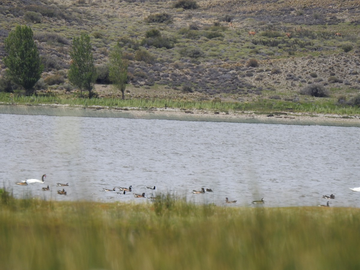 Chilepfeifente - ML646786093