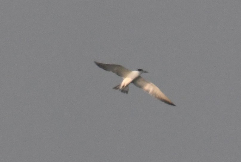 Zwergseeschwalbe - ML646786095