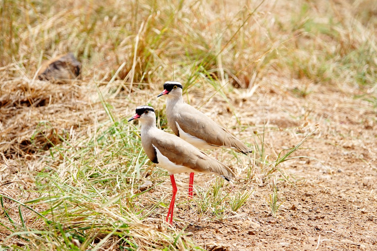 Kronenkiebitz - ML646786096