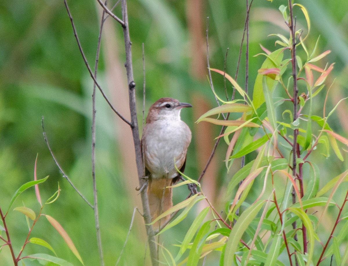 Braunrücken-Riedschlüpfer - ML646786097