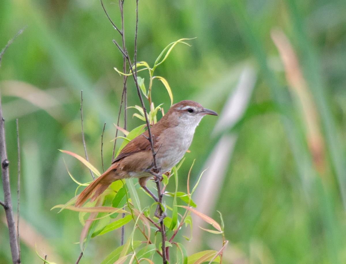 Braunrücken-Riedschlüpfer - ML646786098