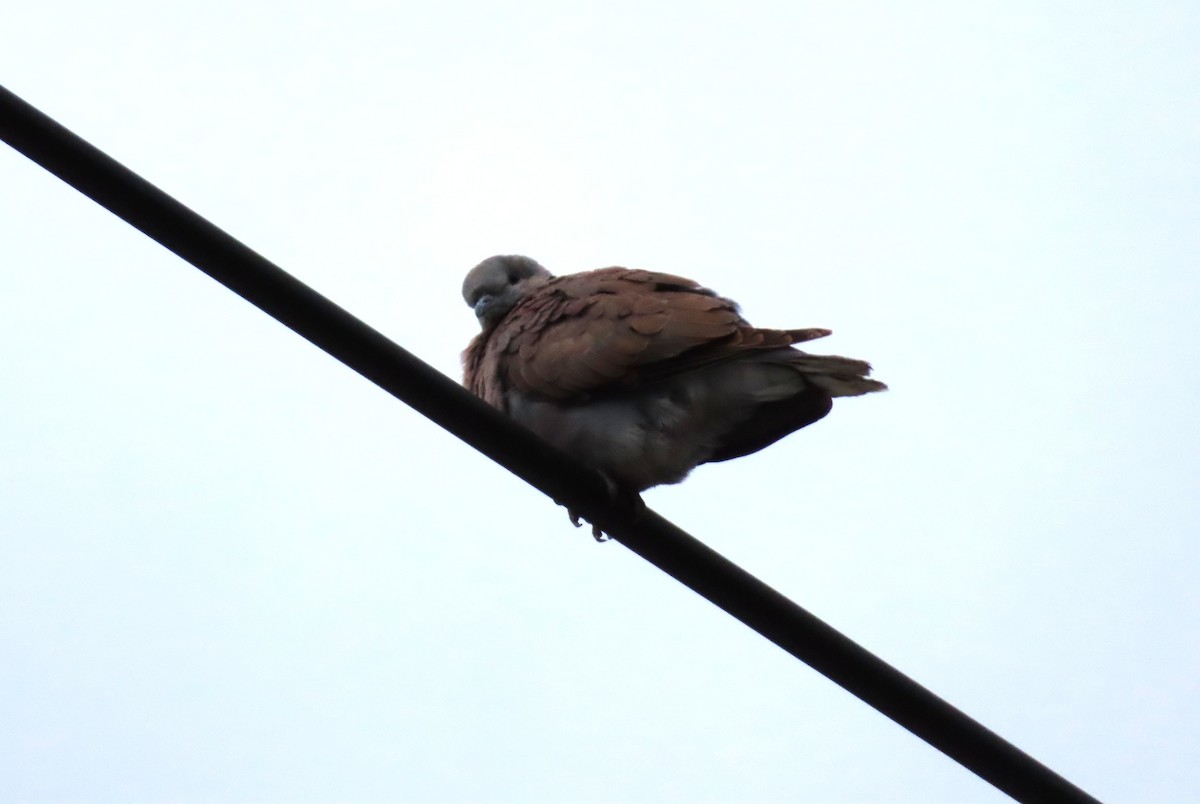 Halsringtaube - ML646786099