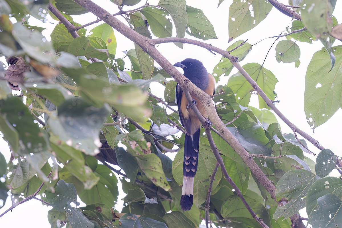 Wanderbaumelster - ML646786100