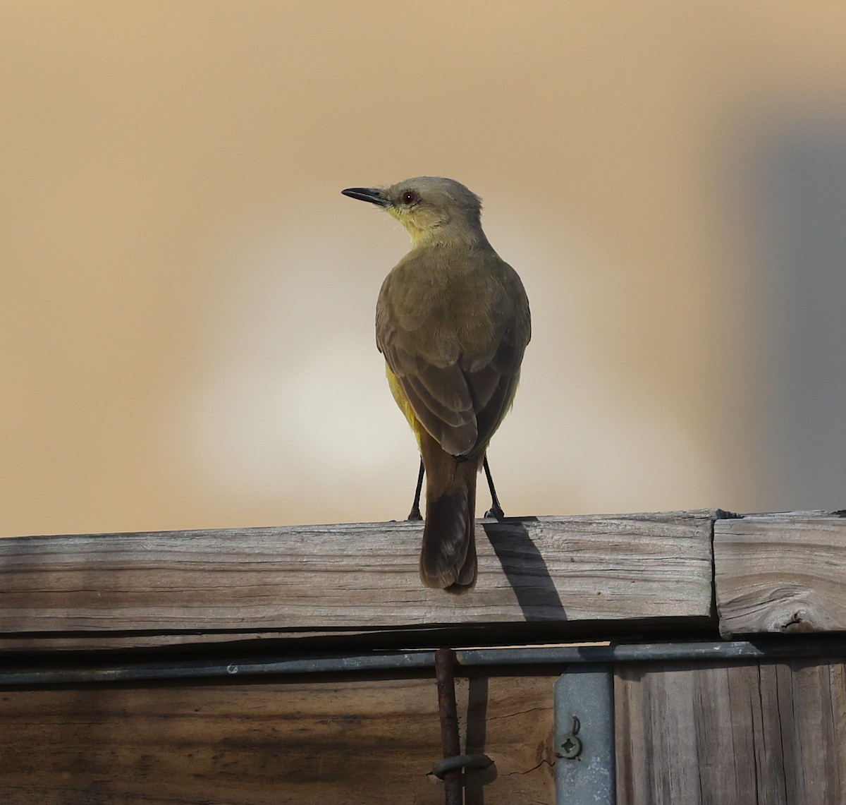 Cattle Tyrant - ML646786101