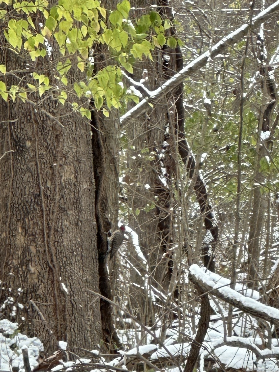 Goldspecht - ML646786103