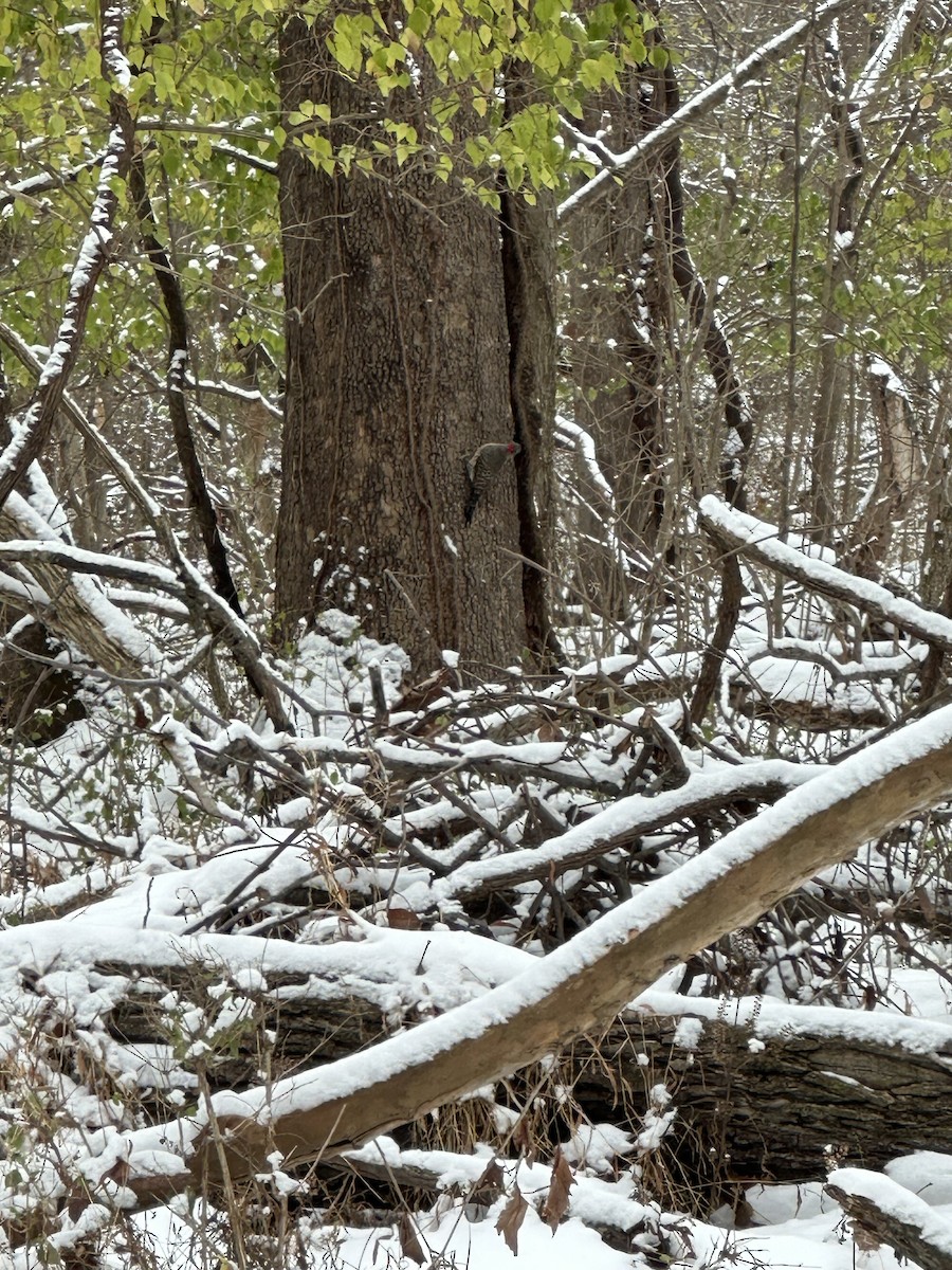 Goldspecht - ML646786104