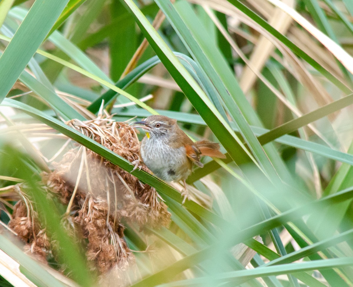 Flügelspiegel-Riedschlüpfer - ML646786105