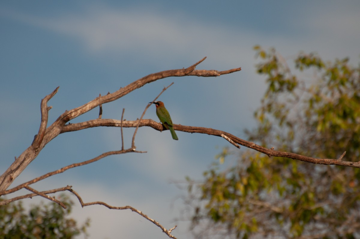 Weißstirnspint - ML646786107