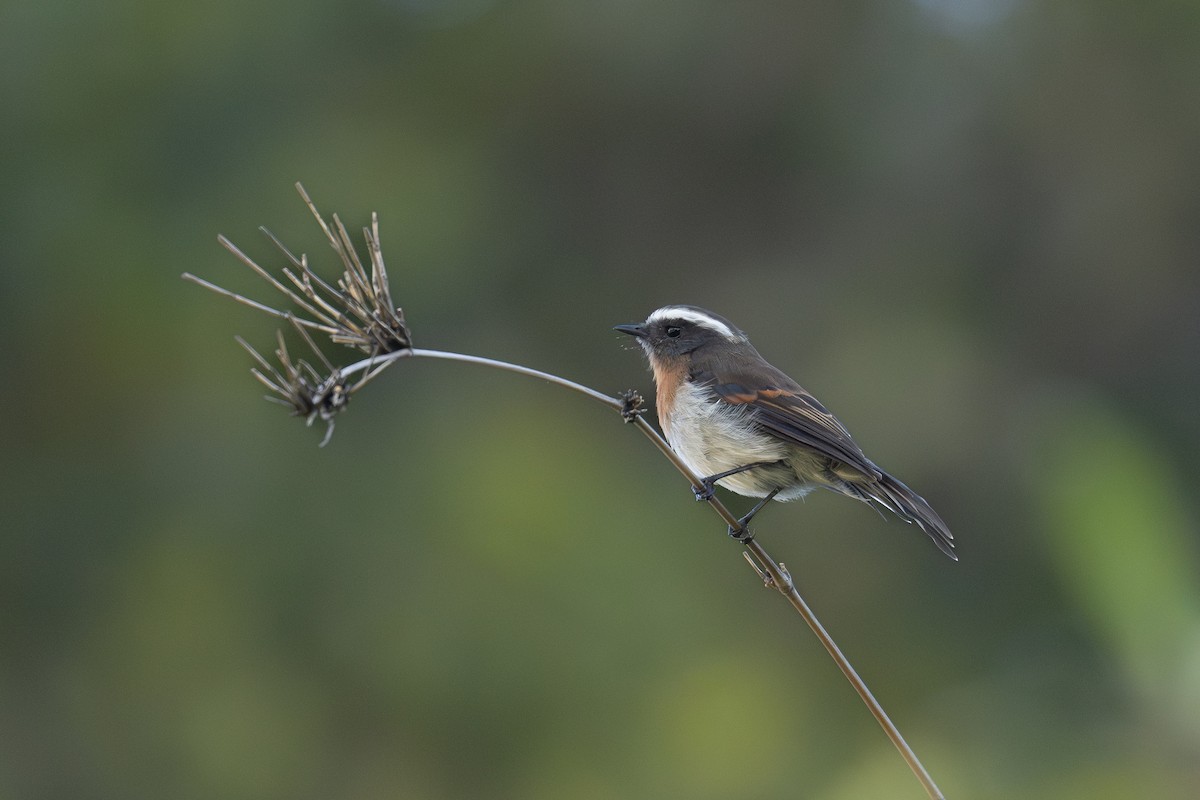Rufous-breasted Chat-Tyrant - ML646786110