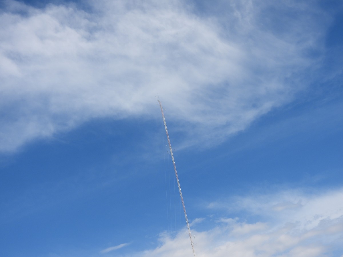 Buse aguia - ML646786111