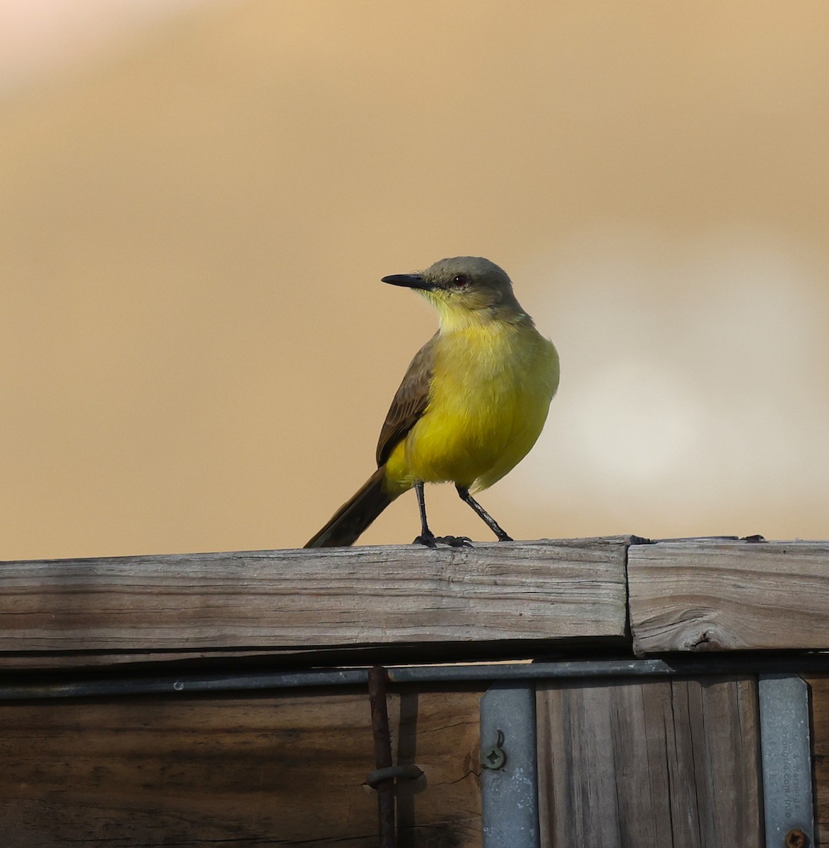 Cattle Tyrant - ML646786118