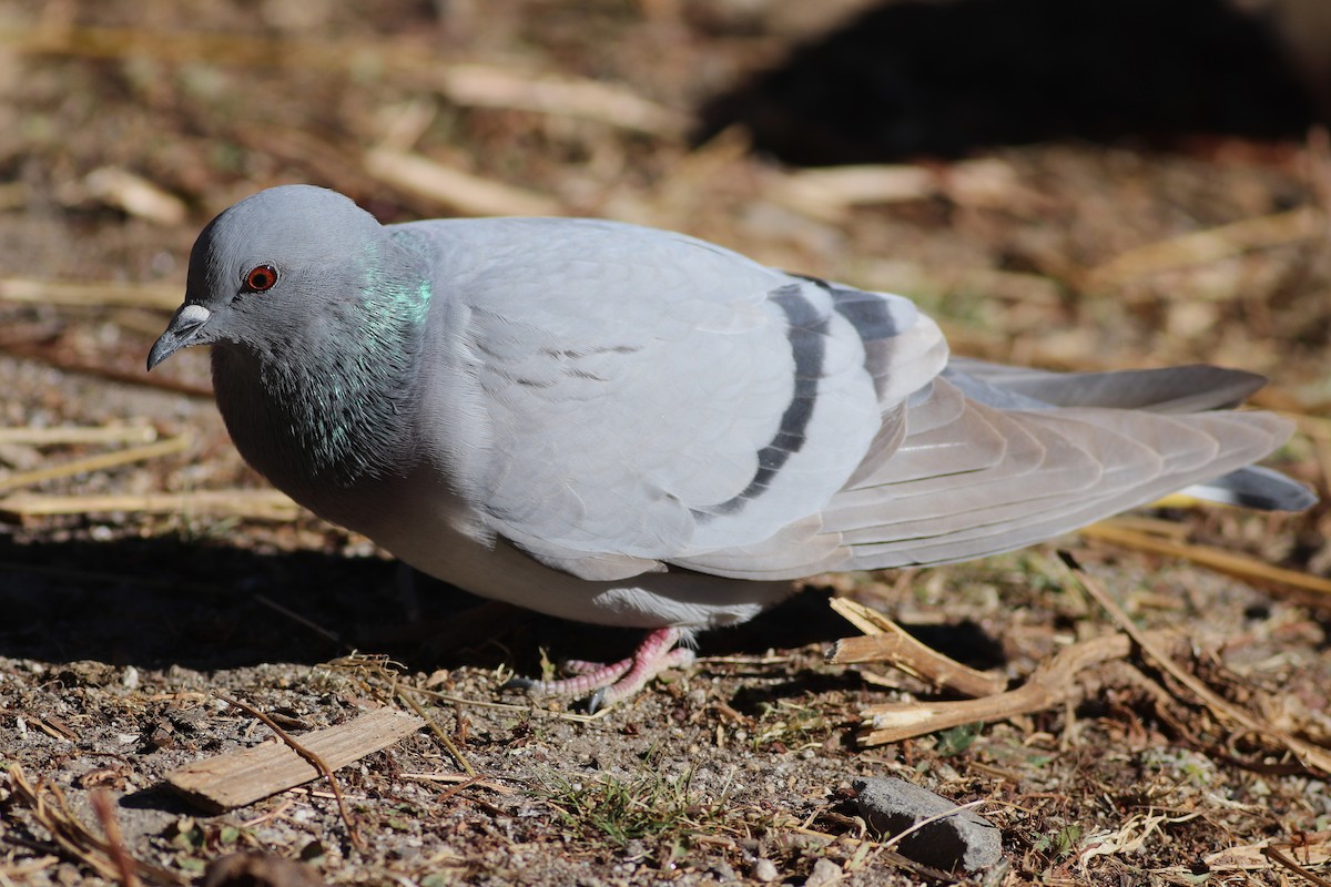 Hill Pigeon - ML646786122