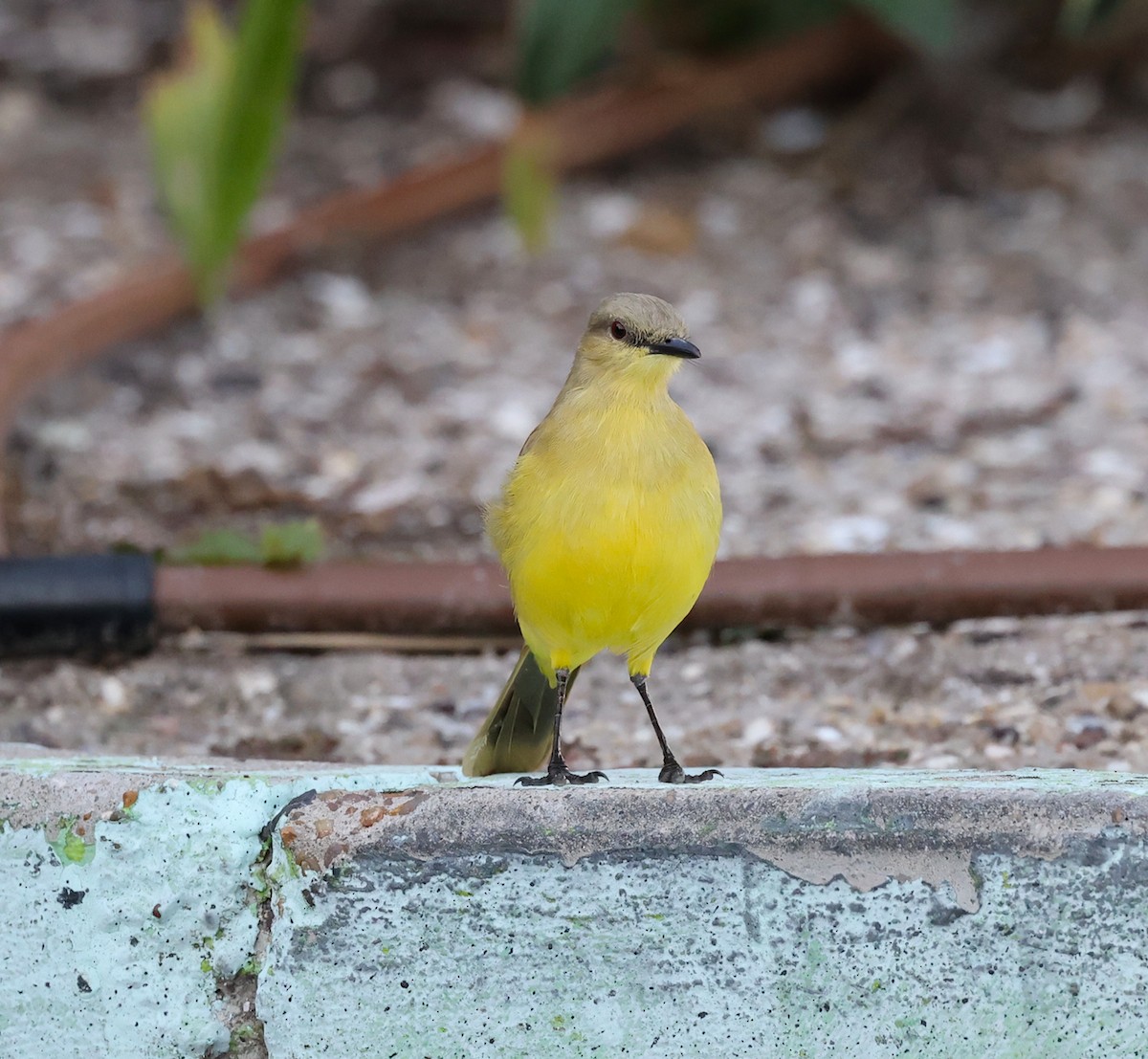 Cattle Tyrant - ML646786123