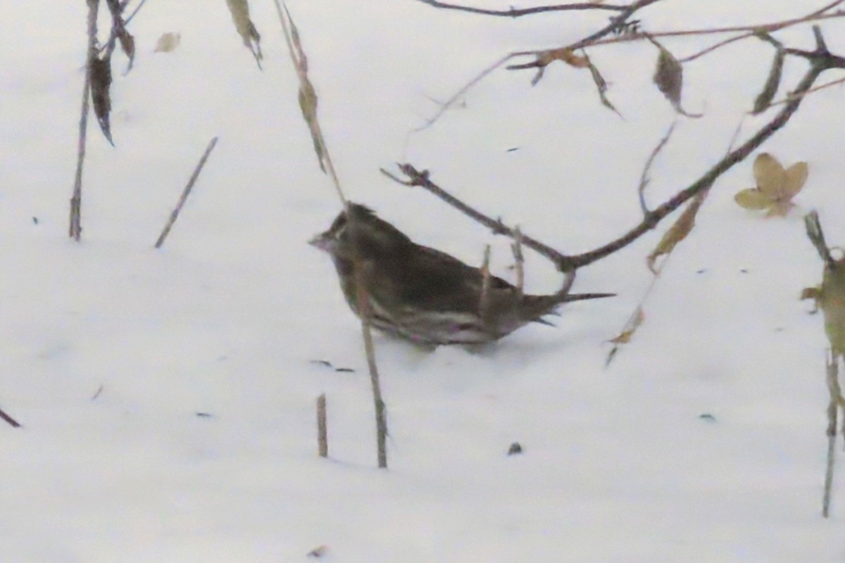 Fox Sparrow - ML646786128