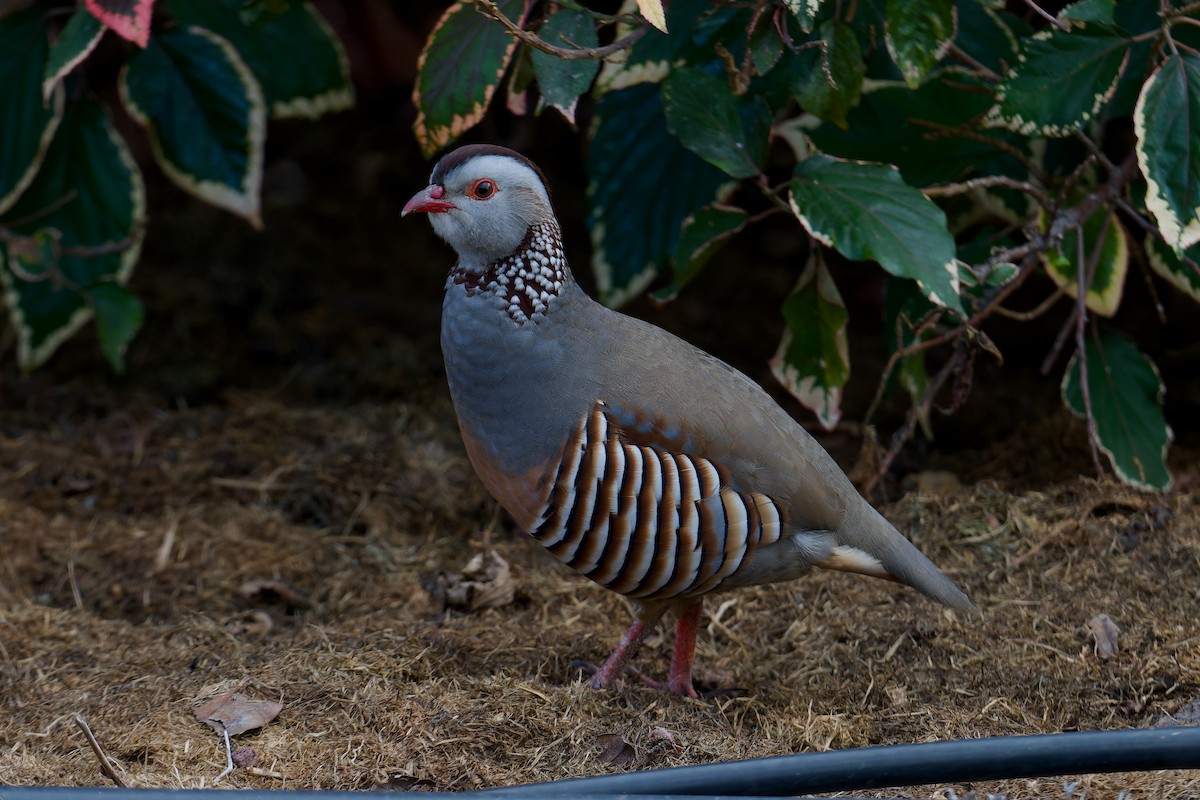 Perdiz Moruna - ML646786135