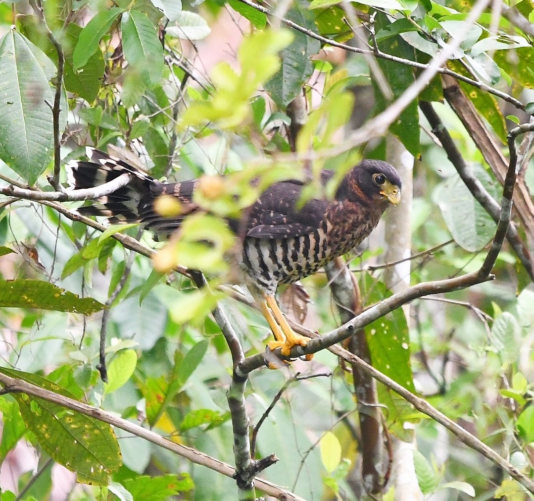 Collared Forest-Falcon - ML646786136
